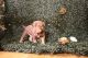 American Bully Puppies for sale in Baltimore, MD, USA. price: $2,000