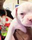 American Bully Puppies for sale in Fairfield, CA, USA. price: $2,500