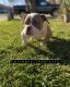 American Bully Puppies for sale in Marysville, CA, USA. price: NA