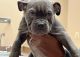 American Bully Puppies for sale in Louisville, KY, USA. price: $2,000