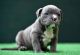 American Bully Puppies for sale in Sector 20, Rohini, Delhi, 110086, India. price: 10000 INR