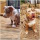 American Bully Puppies for sale in Pioneer, CA 95666, USA. price: NA