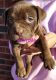 American Bully Puppies for sale in McKinney, TX, USA. price: $2,000