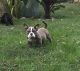 American Bully Puppies for sale in Middle River, MD, USA. price: NA