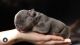 American Bully Puppies for sale in Hollywood, FL, USA. price: $8