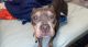 American Bully Puppies for sale in Dade City, FL, USA. price: NA