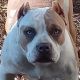 American Bully Puppies for sale in Williamstown, Monroe Township, NJ 08094, USA. price: $5,500
