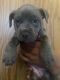 American Bully Puppies for sale in Canton, MI, USA. price: NA