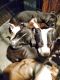 American Bully Puppies for sale in Fredericksburg, VA 22407, USA. price: $750
