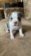 American Bully Puppies for sale in Gwynn Oak, Baltimore, MD 21207, USA. price: $4,000
