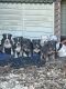 American Bully Puppies for sale in Mt Pleasant, TX 75455, USA. price: $1,500