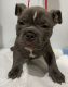 American Bully Puppies for sale in State College, PA, USA. price: $2,500