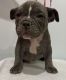 American Bully Puppies for sale in State College, PA, USA. price: NA