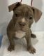 American Bully Puppies for sale in State College, PA, USA. price: $2,500