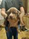 American Bully Puppies for sale in London, KY, USA. price: NA
