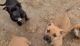 American Bully Puppies for sale in McKinney, TX, USA. price: $400