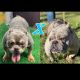 American Bully Puppies for sale in Baltimore, MD, USA. price: $4,000