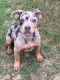 American Bully Puppies for sale in Gonzales, LA 70737, USA. price: NA