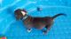 American Bully Puppies for sale in Strasburg, OH 44680, USA. price: NA