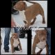 American Bully Puppies for sale in Graham, WA 98338, USA. price: $2,000