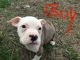 American Bully Puppies for sale in Suffolk, VA, USA. price: NA