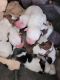 American Bully Puppies for sale in Winslow, AZ 86047, USA. price: NA