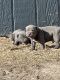 American Bully Puppies for sale in Sharon Springs, KS 67758, USA. price: NA