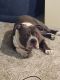 American Bully Puppies for sale in Olathe, KS, USA. price: $500