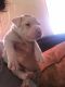 American Bully Puppies for sale in Baltimore, MD, USA. price: $1,000