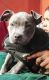 American Bully Puppies for sale in Haridwar, Uttarakhand, India. price: 12000 INR