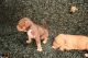 American Bully Puppies for sale in Baltimore, MD, USA. price: $700