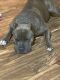 American Bully Puppies for sale in Barstow, CA, USA. price: $400