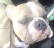 American Bully Puppies for sale in Adel, GA 31620, USA. price: NA