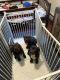 American Bully Puppies for sale in Bridgeport, CT, USA. price: NA