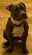 American Bully Puppies for sale in Cedar Rapids, IA, USA. price: NA