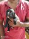American Bully Puppies for sale in Bengaluru, Karnataka, India. price: 15 INR
