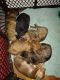 American Bully Puppies for sale in Augusta, GA 30905, USA. price: NA