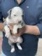 American Bully Puppies for sale in Hyderabad, Telangana, India. price: 20000 INR