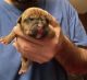 American Bully Puppies for sale in Wallingford, CT 06492, USA. price: $800