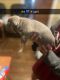 American Bully Puppies for sale in Davenport, IA, USA. price: NA