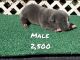 American Bully Puppies for sale in Simpsonville, SC, USA. price: $2,500