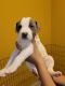 American Bully Puppies for sale in Hiram, GA 30141, USA. price: NA