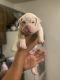 American Bully Puppies for sale in North Chesterfield, VA 23234, USA. price: NA