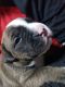 American Bully Puppies for sale in Chittenango, NY 13037, USA. price: NA