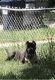 American Bully Puppies for sale in Gurnee, IL, USA. price: NA