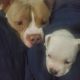 American Bully Puppies for sale in DeSoto, TX 75115, USA. price: $1,000