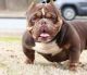 American Bully Puppies for sale in Greenville, SC, USA. price: $4,000