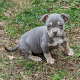 American Bully Puppies for sale in Conley, GA 30288, USA. price: NA