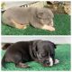 American Bully Puppies for sale in Simpsonville, SC, USA. price: $2,500