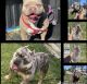 American Bully Puppies for sale in Lynwood, CA, USA. price: NA